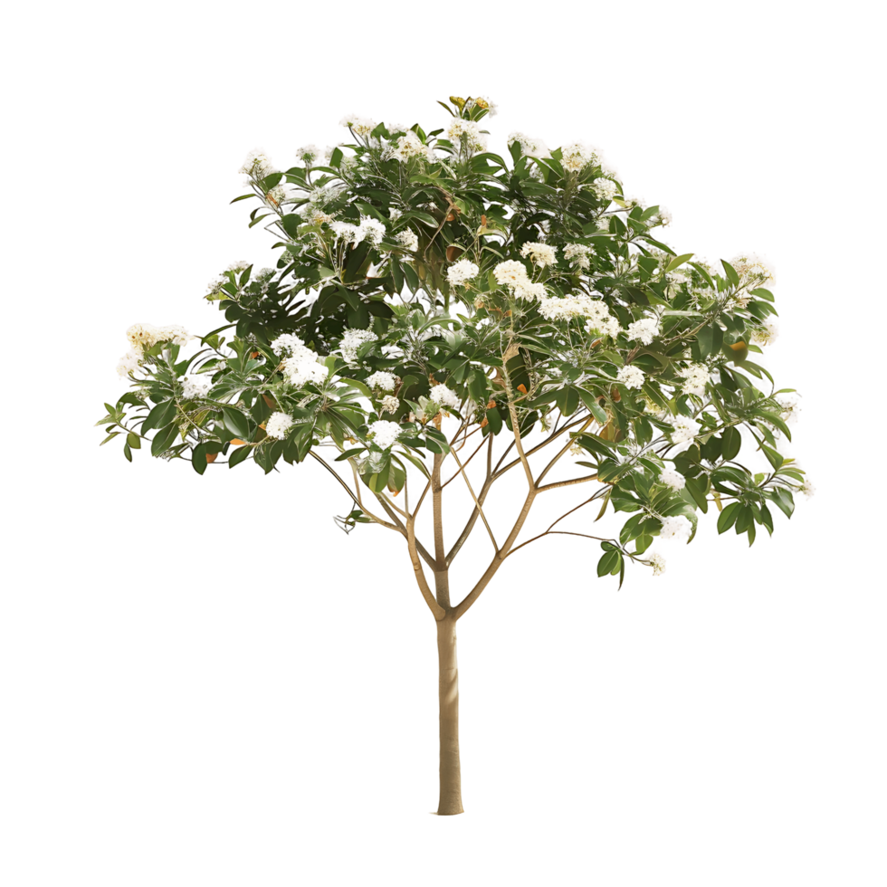 Michelia Alba Tree Isolated on Clear Background png