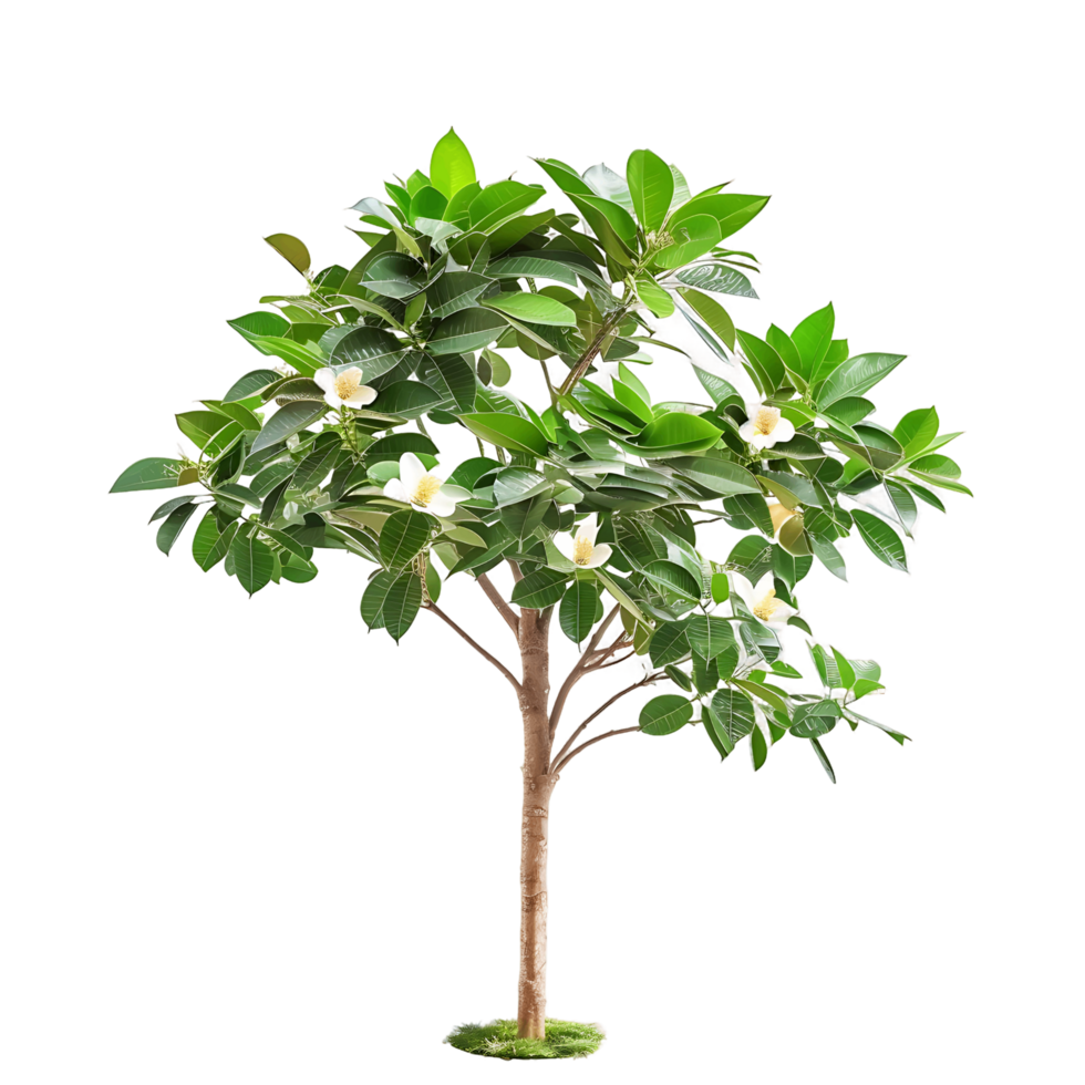 Michelia Alba Tree Isolated on Transparent png