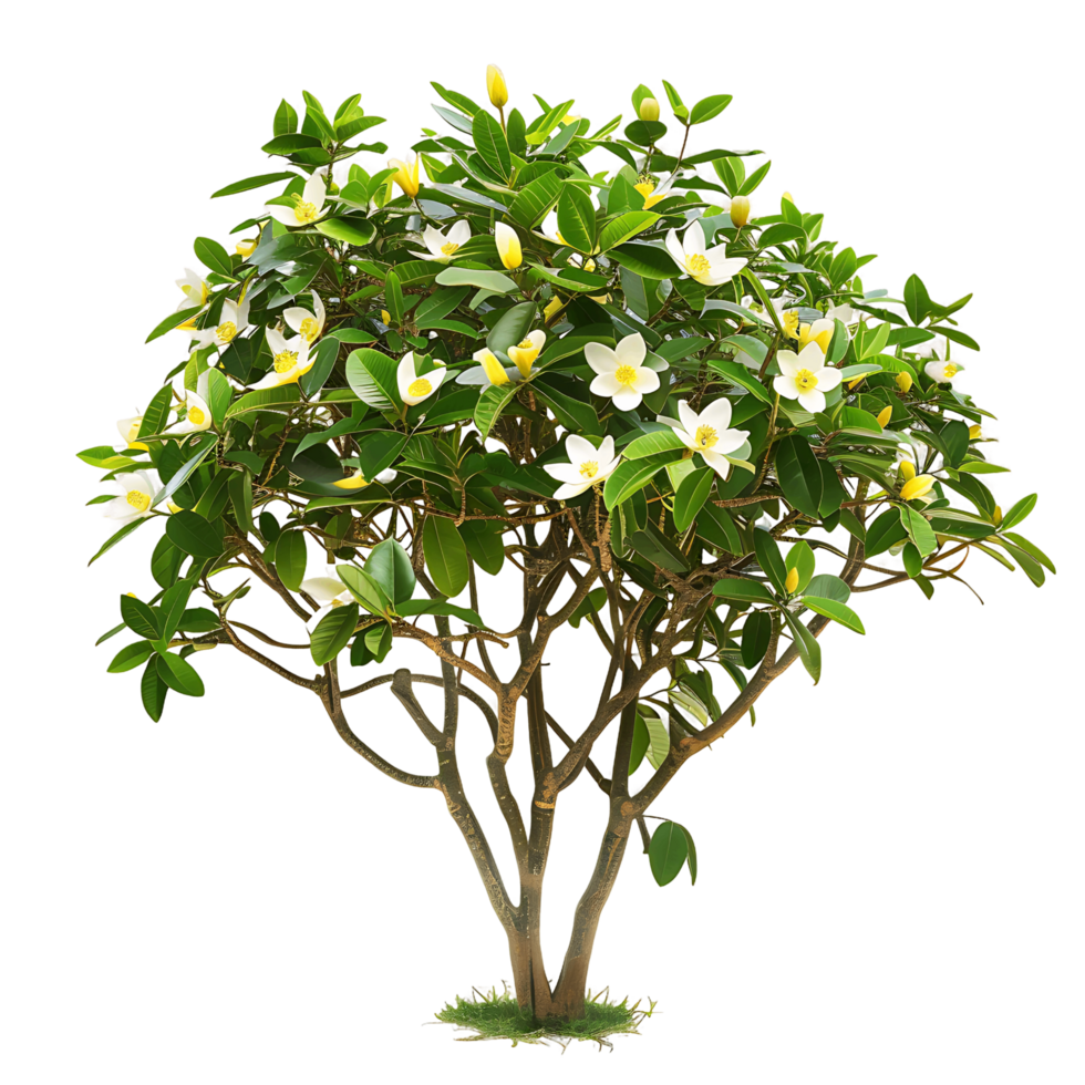 Michelia Alba with Transparent Background png