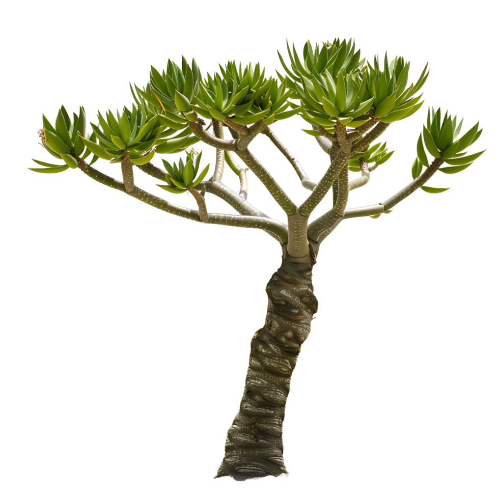 Aloe Pillansii Tree on Transparent Background Cutout png