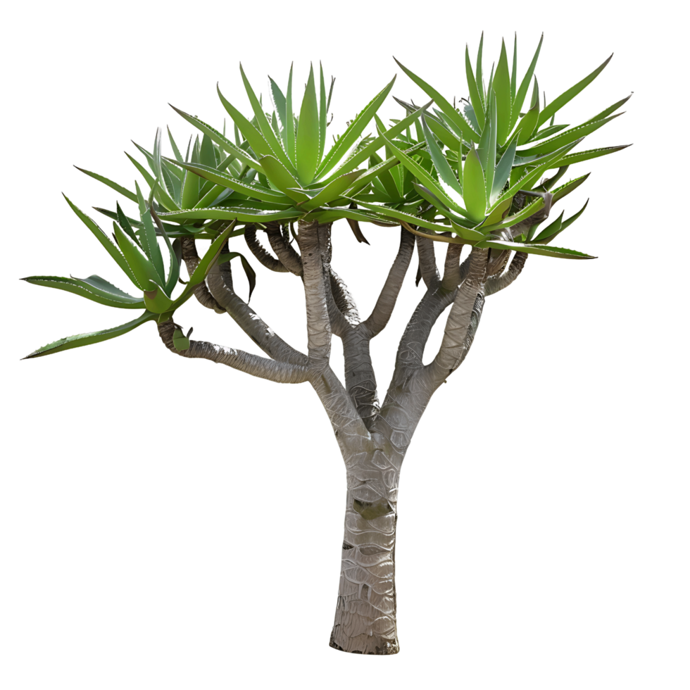 Aloe Pillansii Tree Isolated on Clear Background png