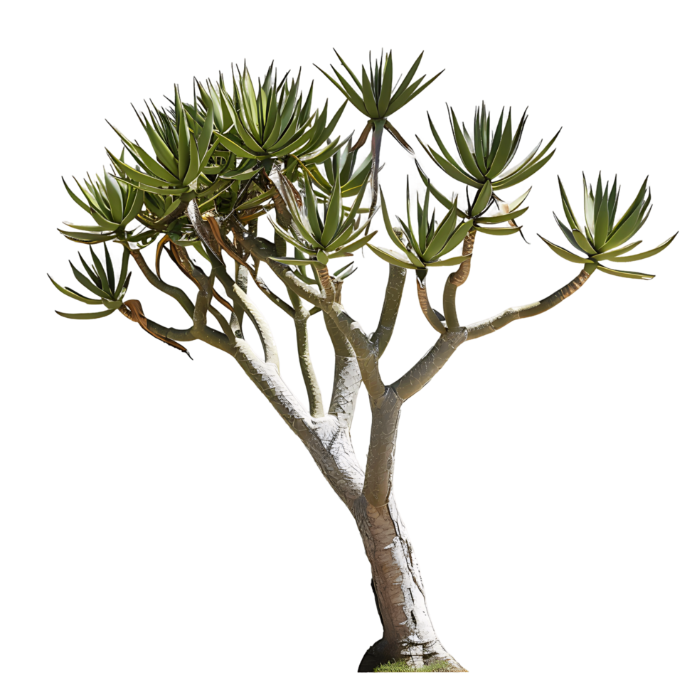 Aloe Pillansii Tree Isolated on Transparent png