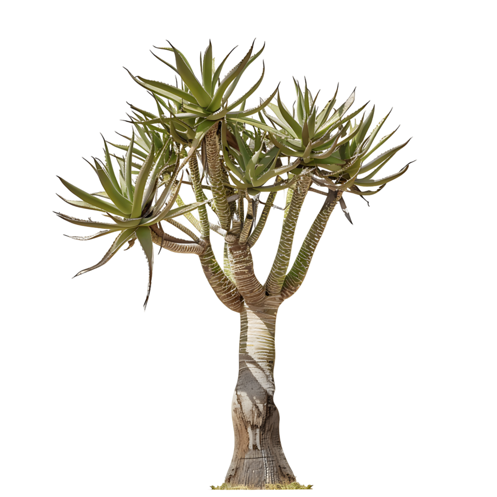 Aloe Pillansii Tree Isolated on Transparent Background png