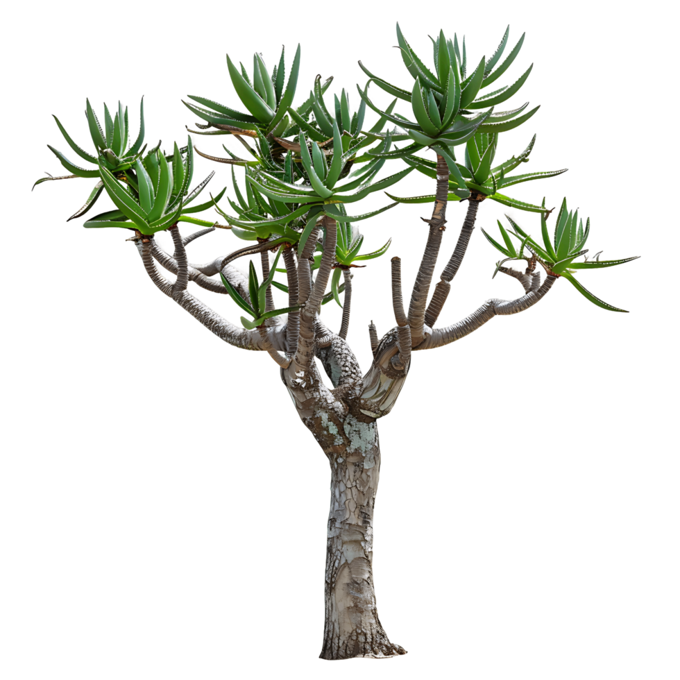 Aloe Pillansii Tree on Clear Background Cutout png