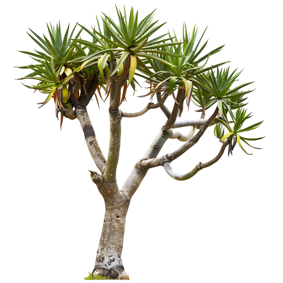Aloe Pillansii Isolated on Transparent Background png