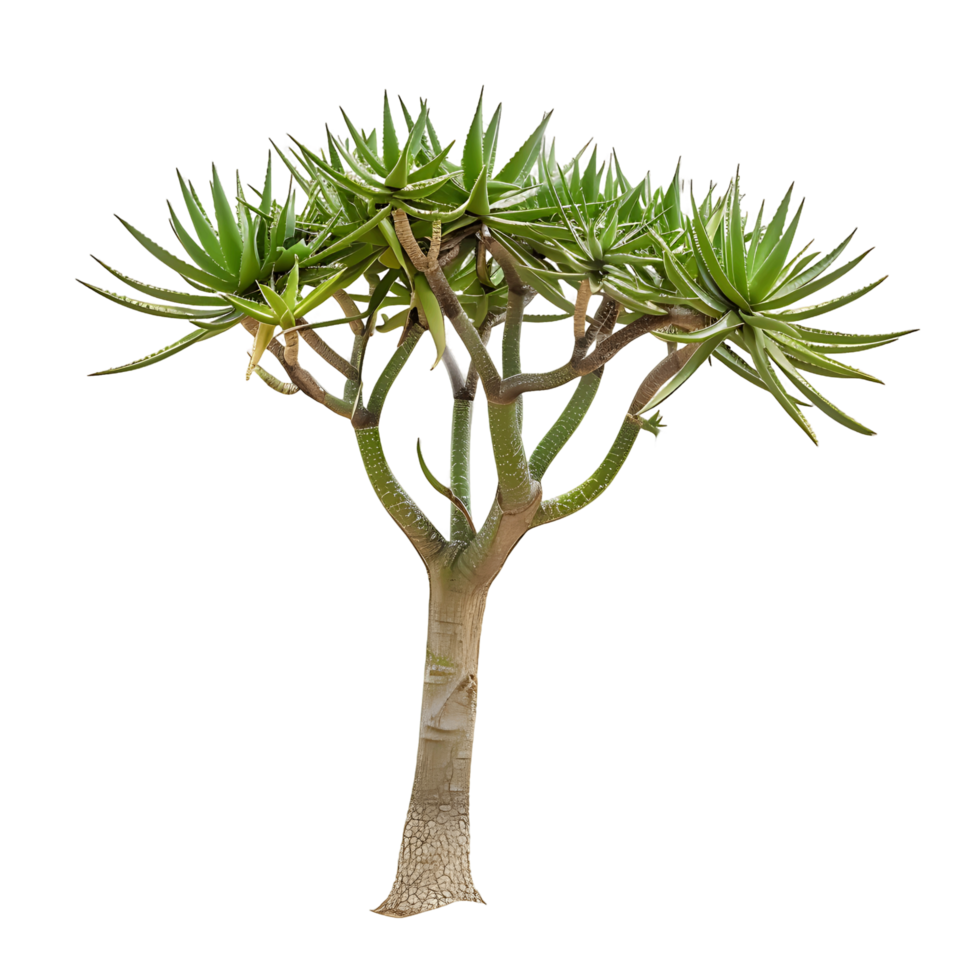 Aloe Pillansii Tree Isolated on Transparent Cutout png