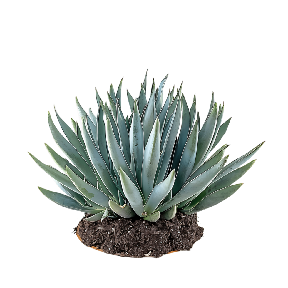 Senecio Mandraliscae Bush Isolated on Transparent Background png