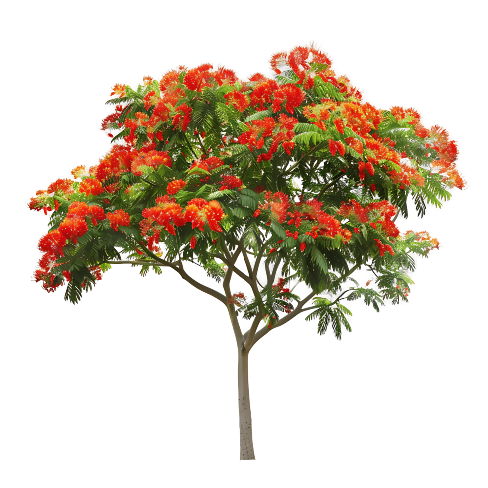 Delonix Regia Tree on Clear Background Cutout png
