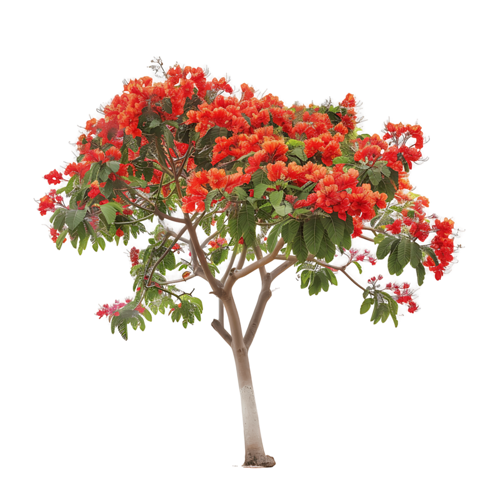 Delonix Regia Isolated on Transparent Background png