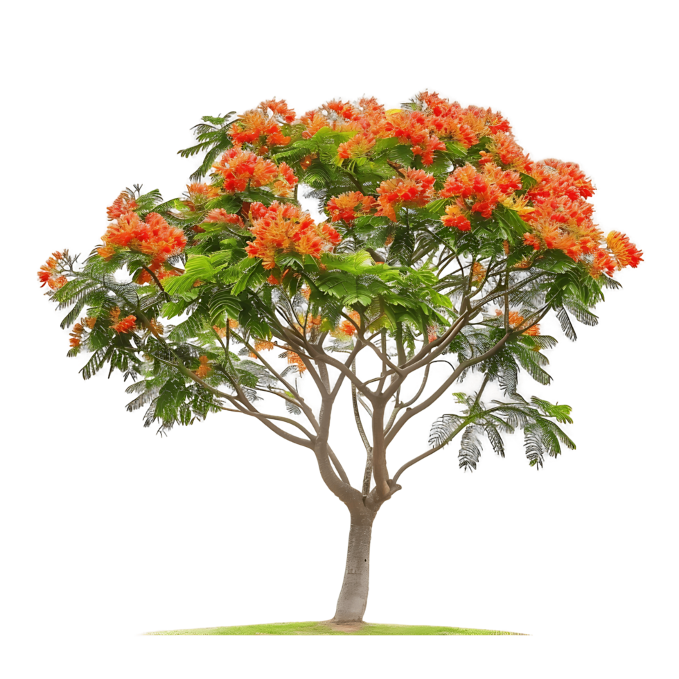 Delonix régia árvore com transparente fundo png