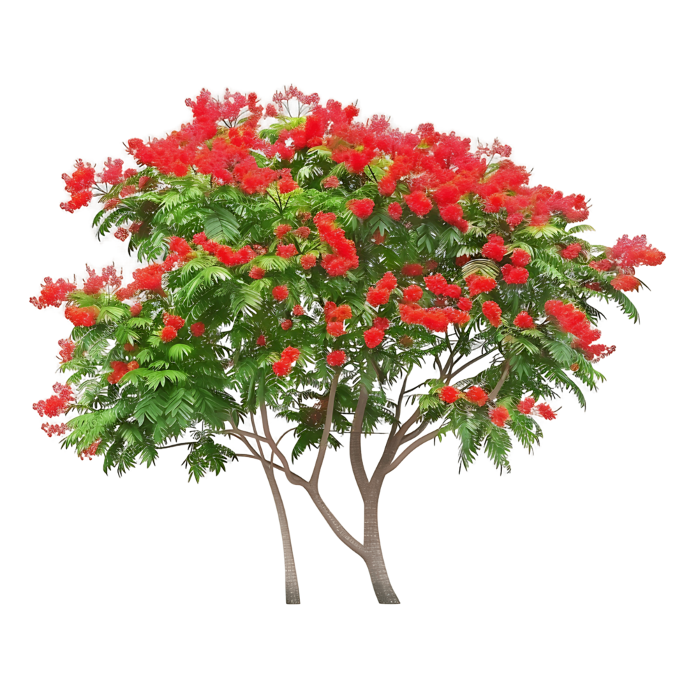 Delonix Regia Tree Isolated on Clear Background png