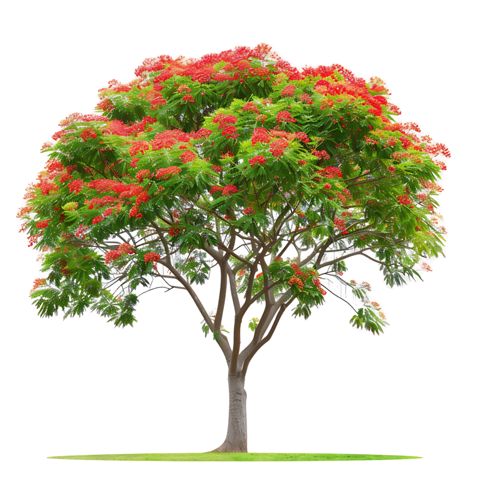 Delonix Regia Tree on Transparent Background Cutout png