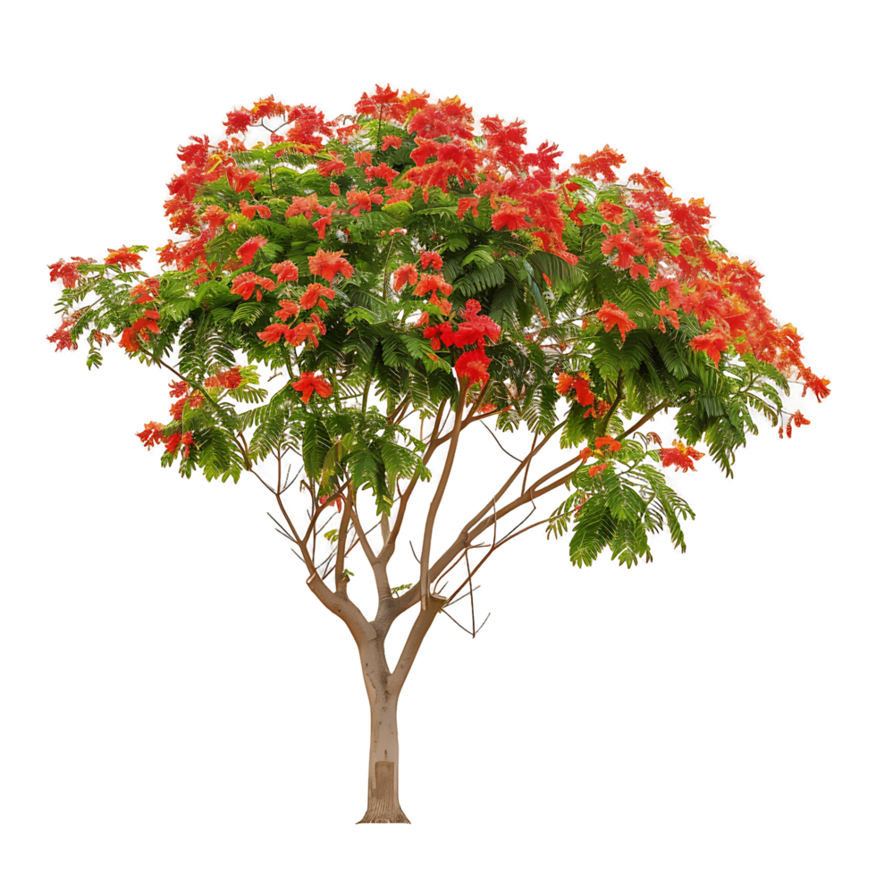 Delonix Regia Tree on Clear Background png
