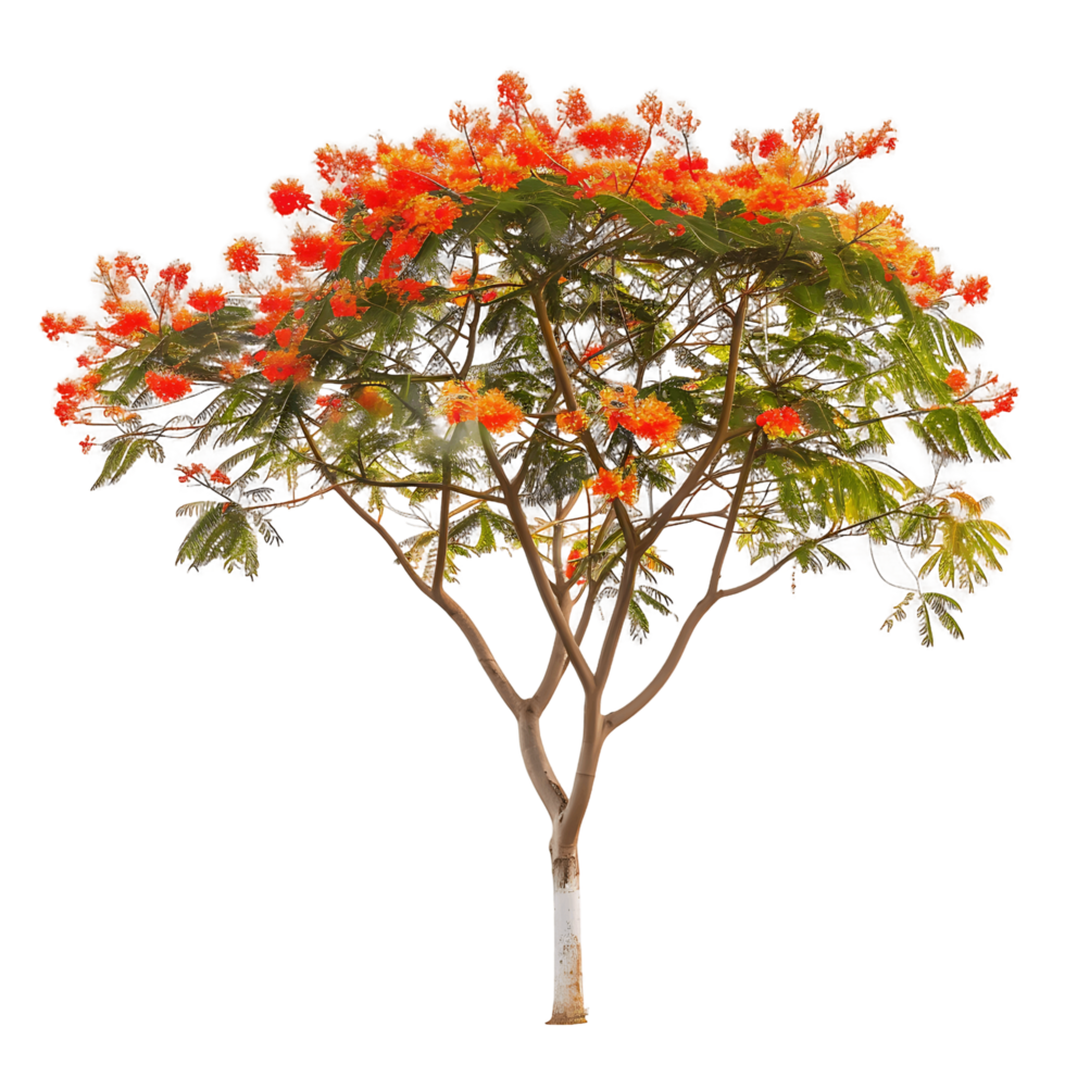Delonix Regia on Transparent Background png