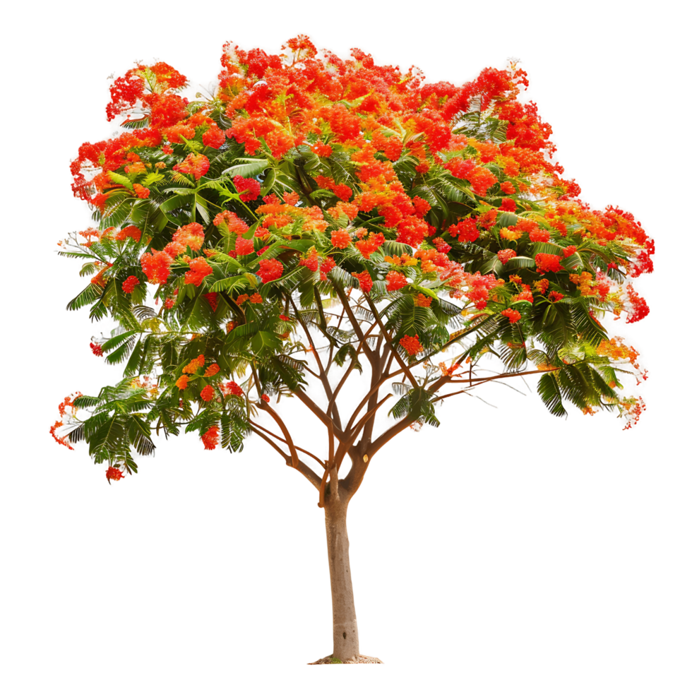 Delonix Regia Tree on Transparent Background png