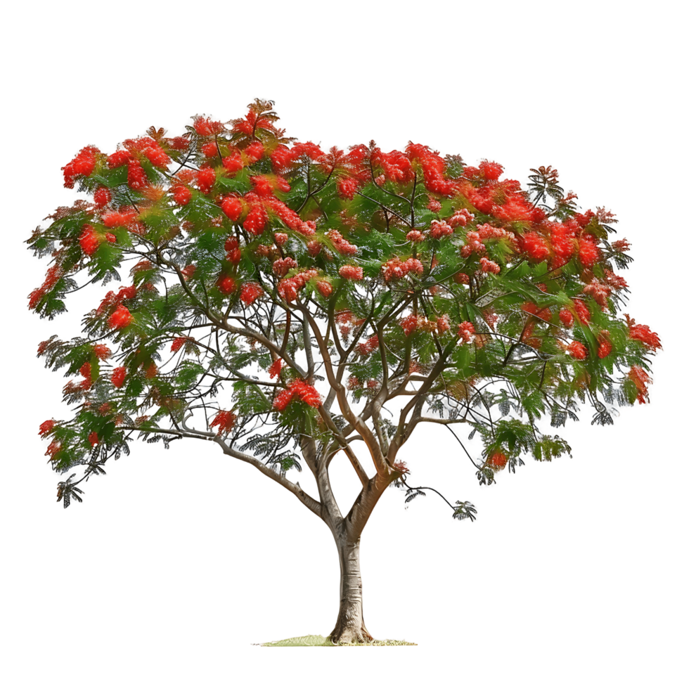 Delonix Regia Tree with Clear Background png