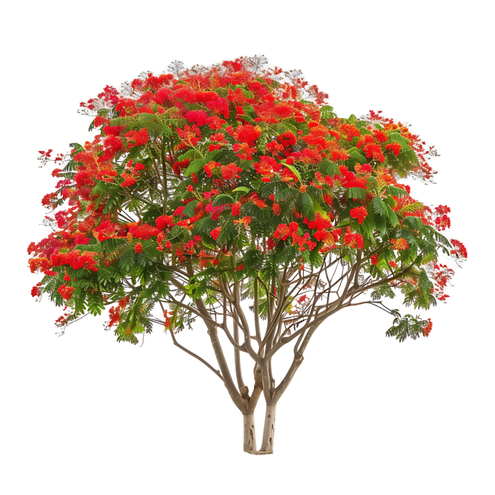 Delonix Regia Tree on Transparent Background png