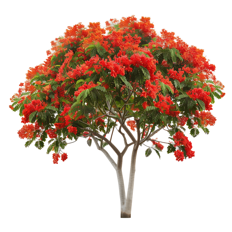 Delonix Regia Tree Isolated on Clear Background png