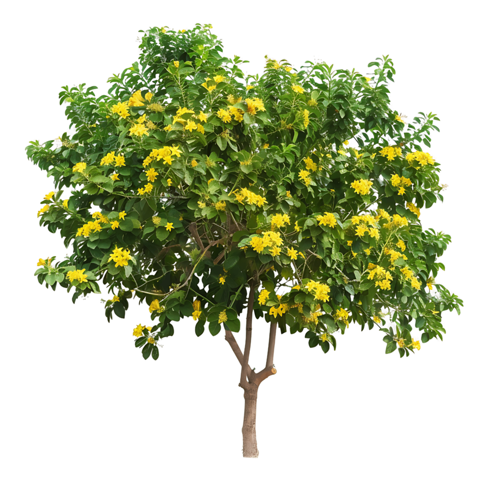 Larrea Cuneifolia on Transparent Background png