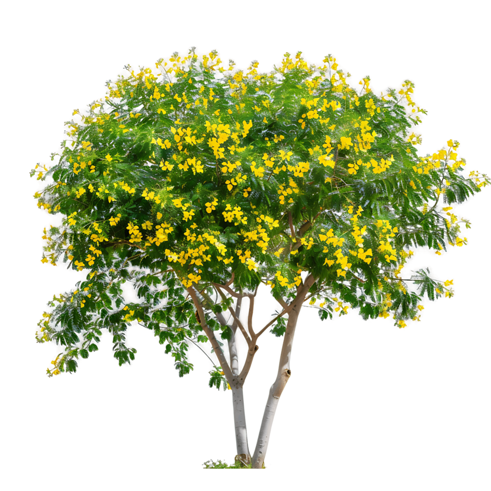 Larrea Cuneifolia Tree on Transparent Background png