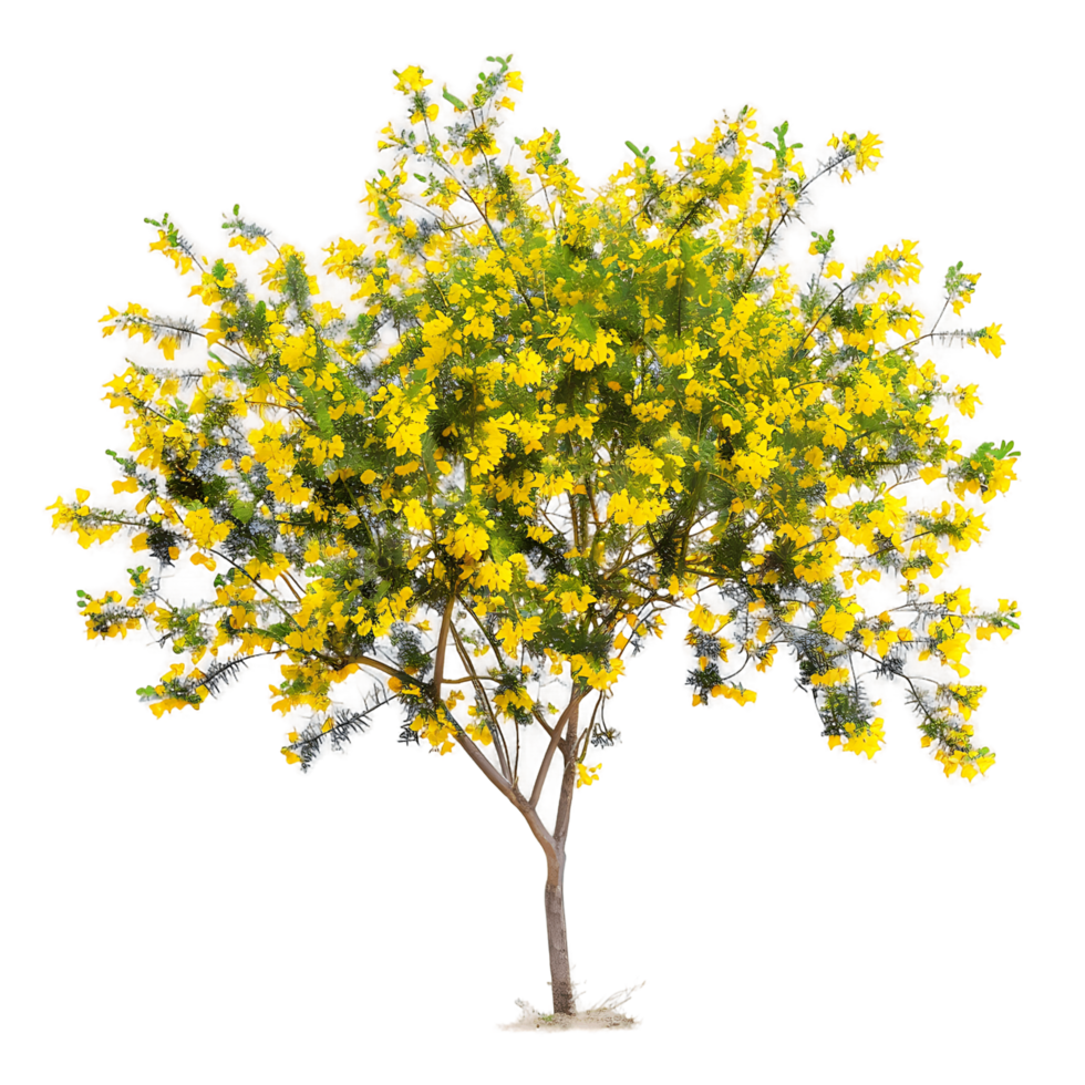Larrea Cuneifolia Isolated on Clear Background png