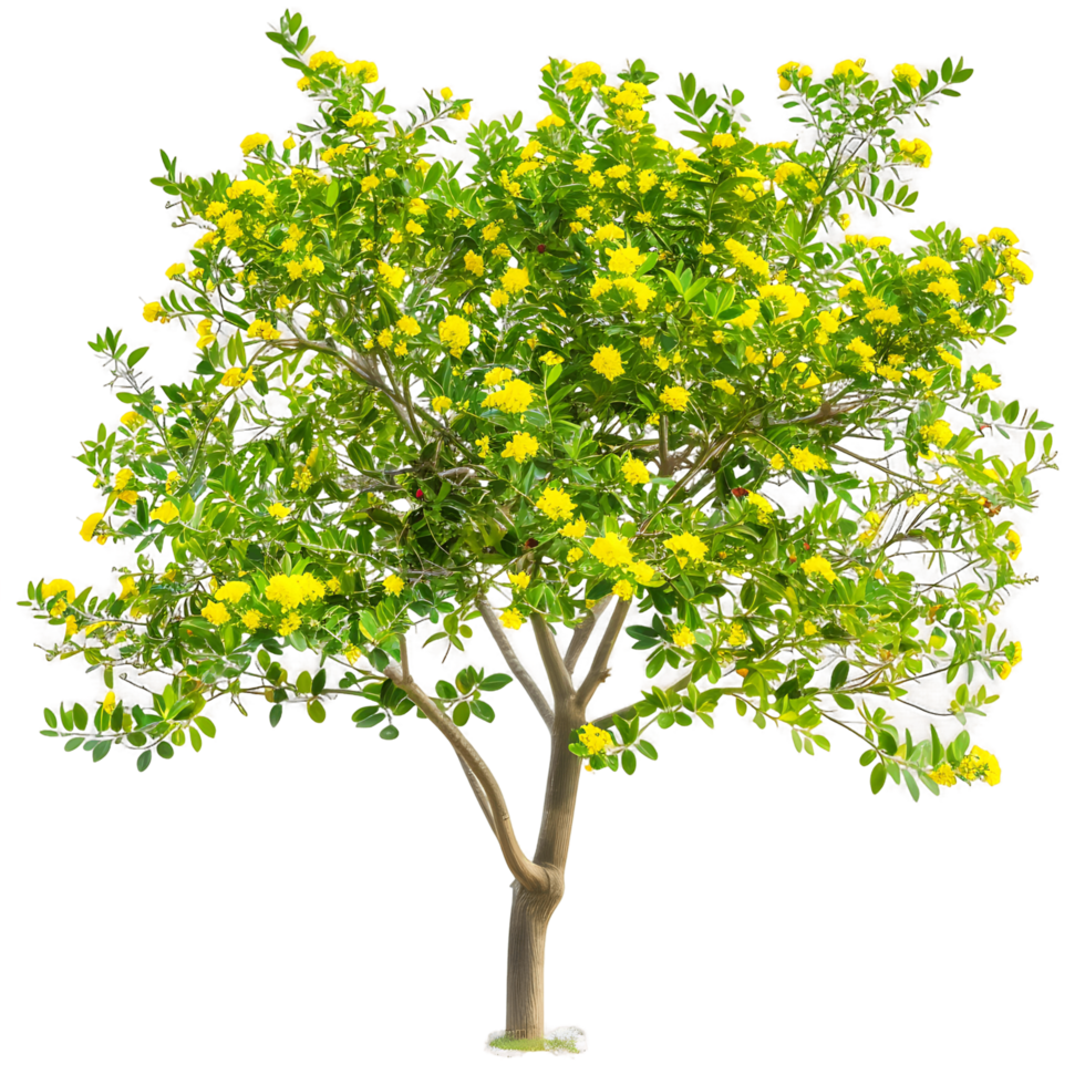 Larrea Cuneifolia Tree on Clear Background png