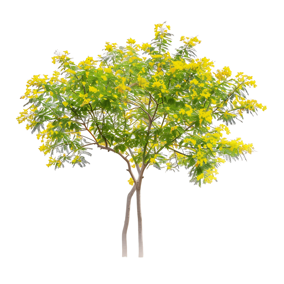 Larrea Cuneifolia Tree on Transparent Background Cutout png