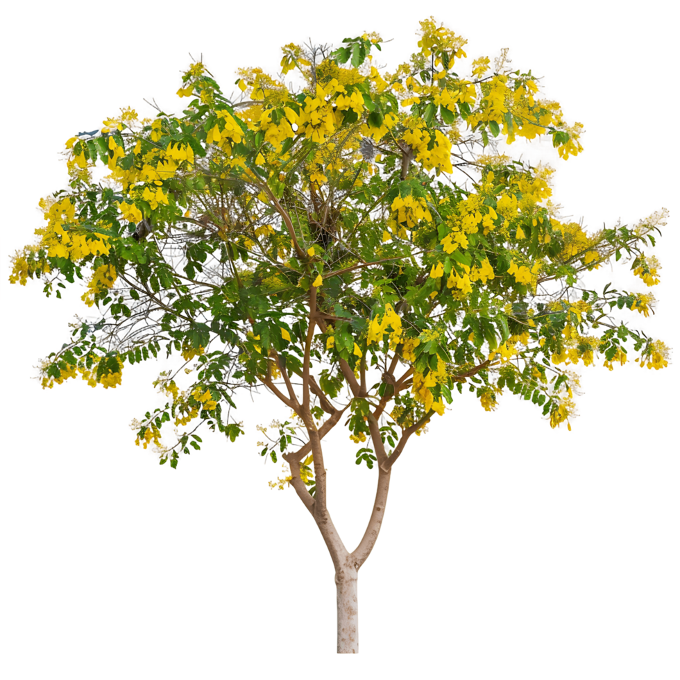 Larrea Cuneifolia Isolated on Transparent Background png