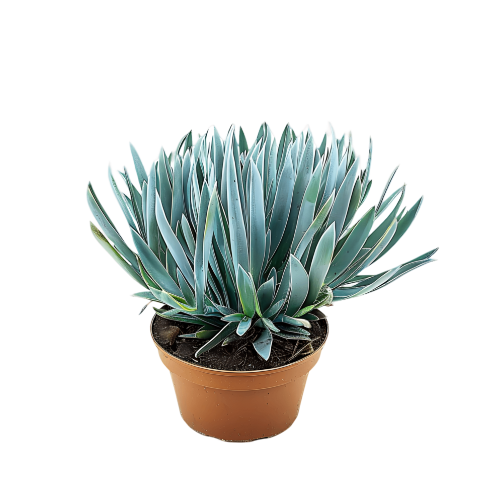 Senecio Mandraliscae Isolated on Transparent Background png