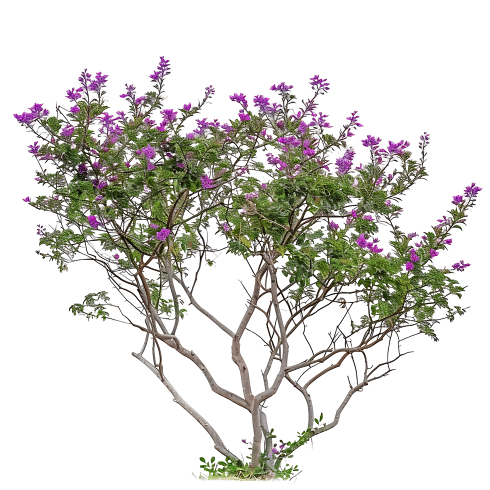 Chilopsis Linearis Tree on Transparent Background png