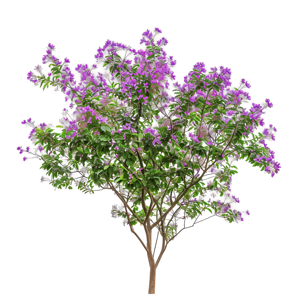 Chilopsis Linearis Cutout on Transparent png