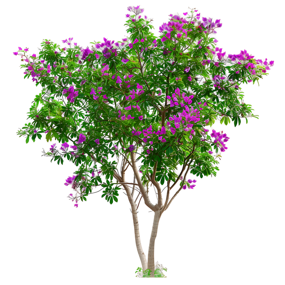 Chilopsis Linearis Tree Isolated on Clear Background png