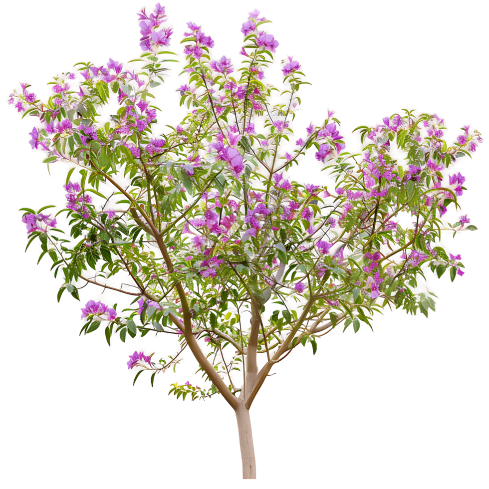Chilopsis Linearis Tree Isolated on Transparent png