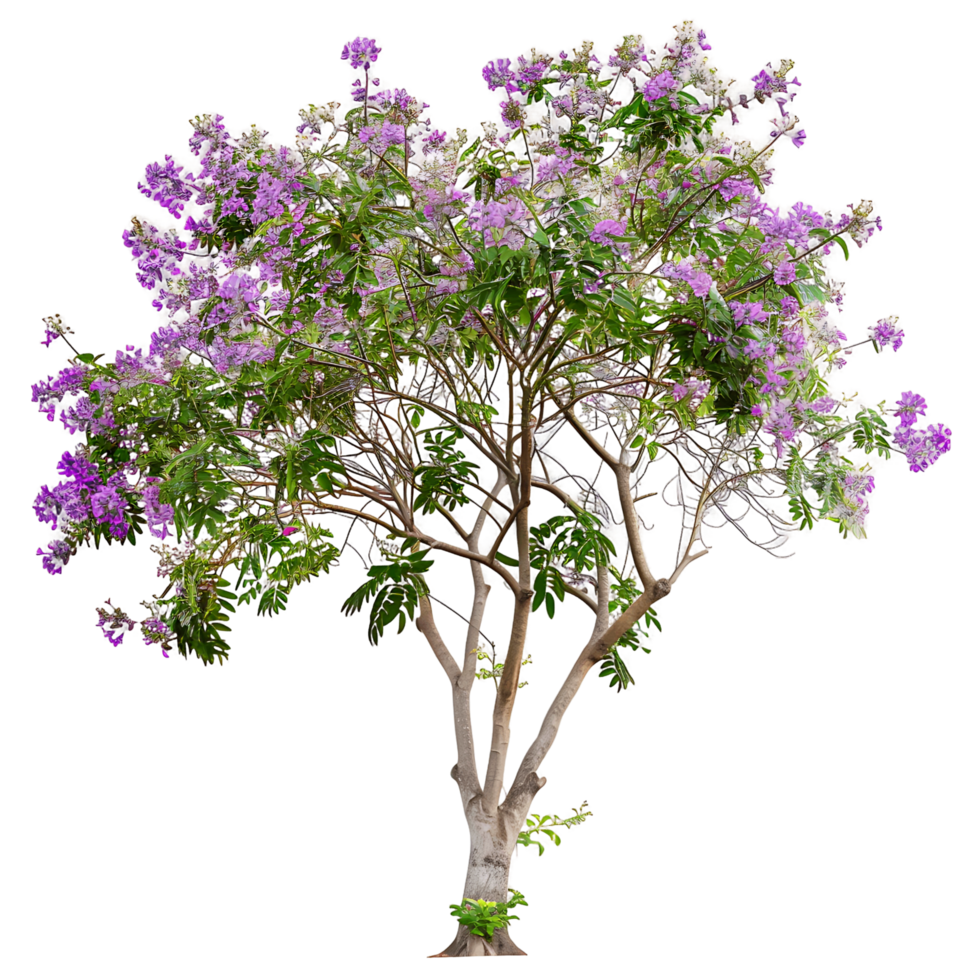 Chilopsis Linearis Tree on Clear Background png