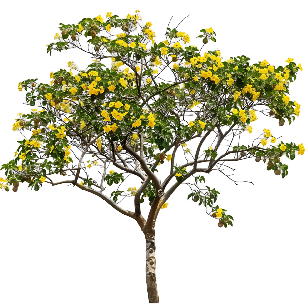Larrea Cuneifolia on Clear Background Cutout png