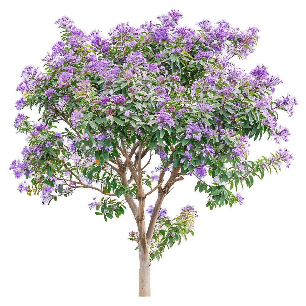 Chilopsis Linearis Tree Isolated on Transparent Background png