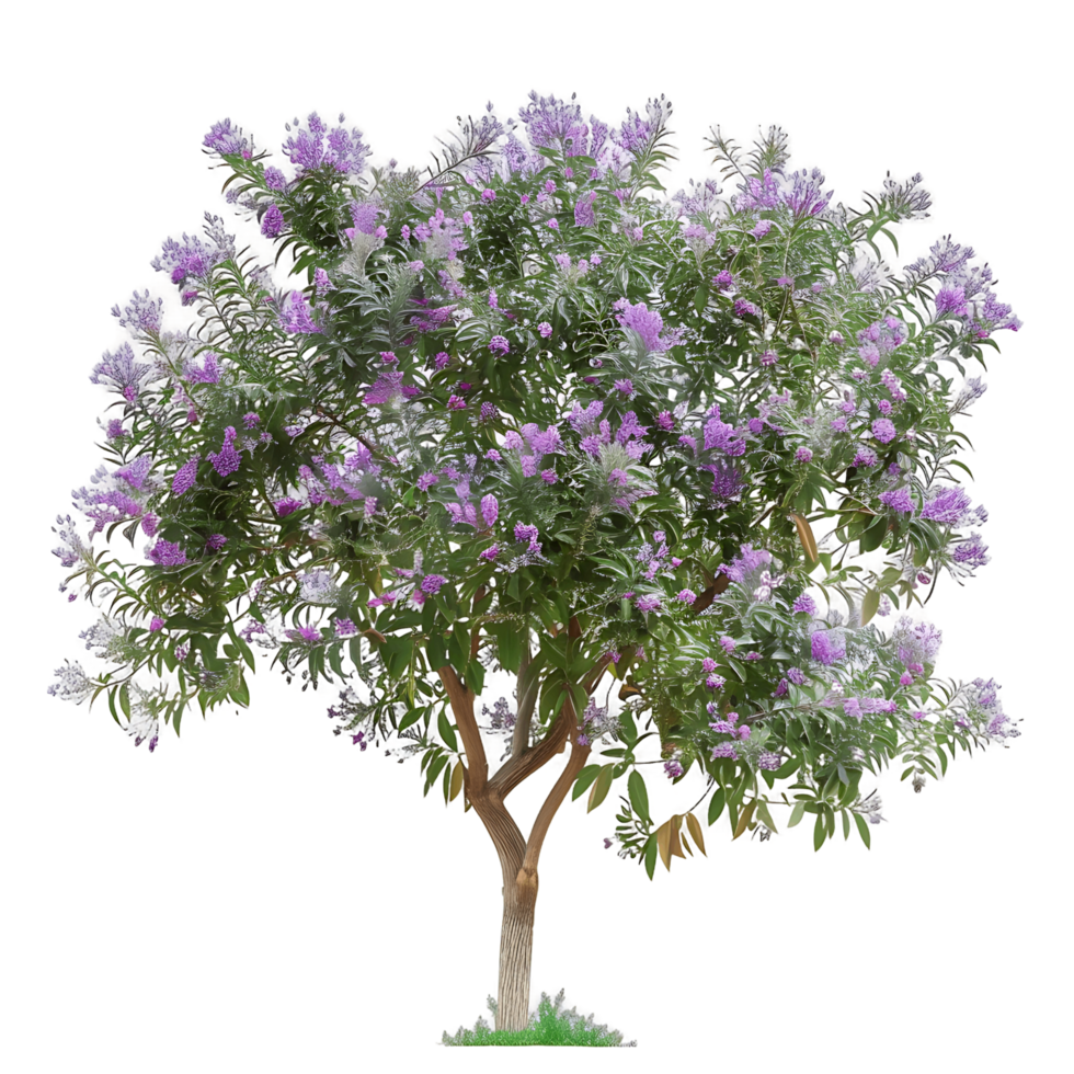Chilopsis Linearis Isolated on Transparent Background png