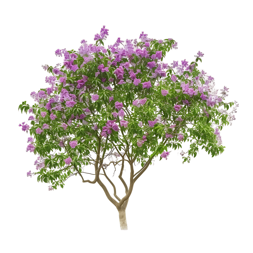 Chilopsis Linearis on Transparent Background Cutout png