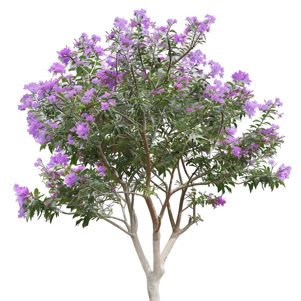 Chilopsis Linearis with Transparent Background png