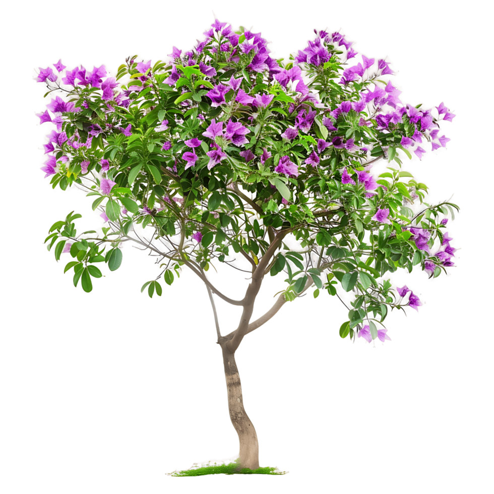 Chilopsis Linearis Tree with Clear Background png