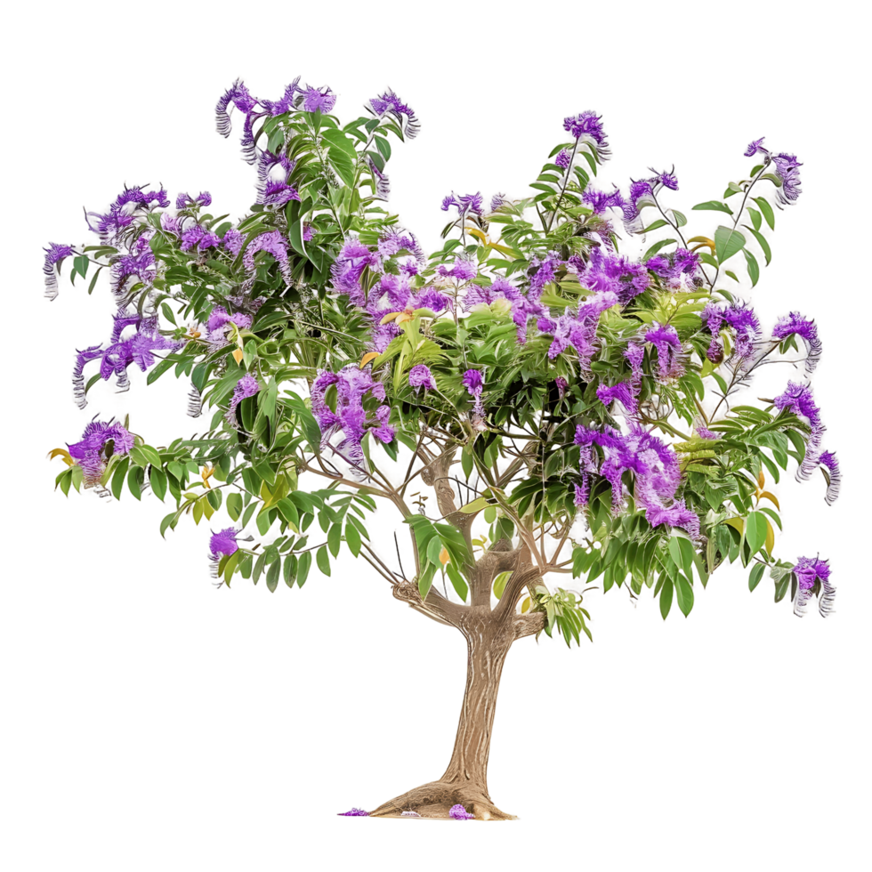 Chilopsis Linearis Tree Isolated on Clear Background png