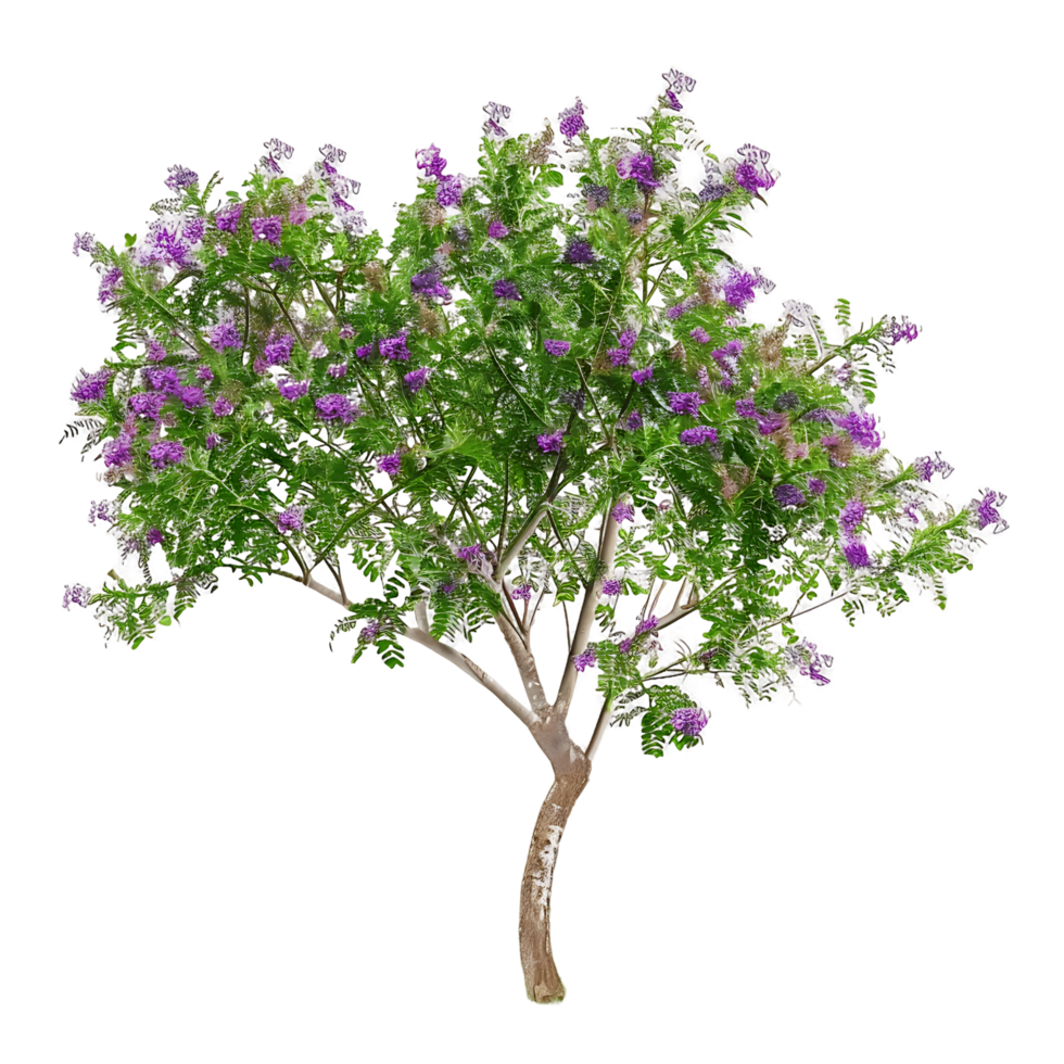 Chilopsis Linearis Tree on Clear Background Cutout png
