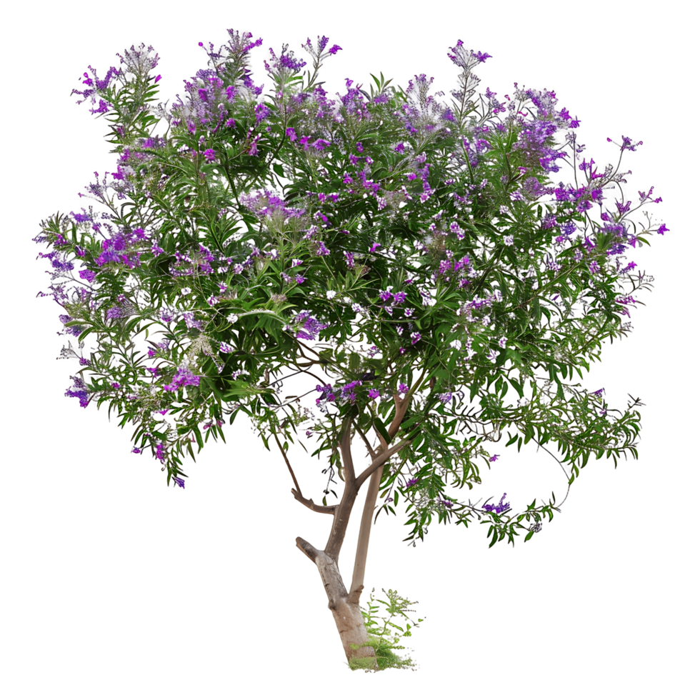 Chilopsis Linearis Isolated on Transparent Background png