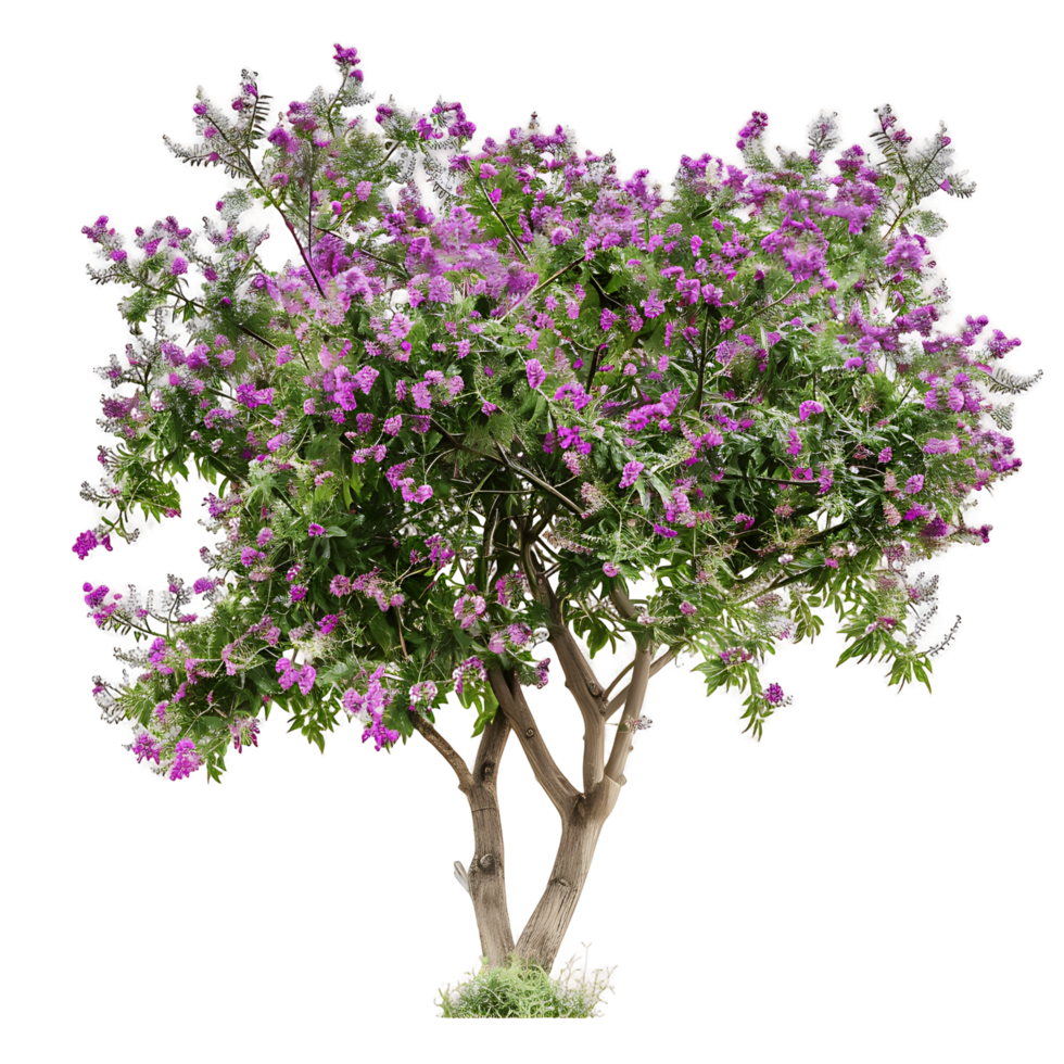 Chilopsis Linearis Tree on Clear Background png