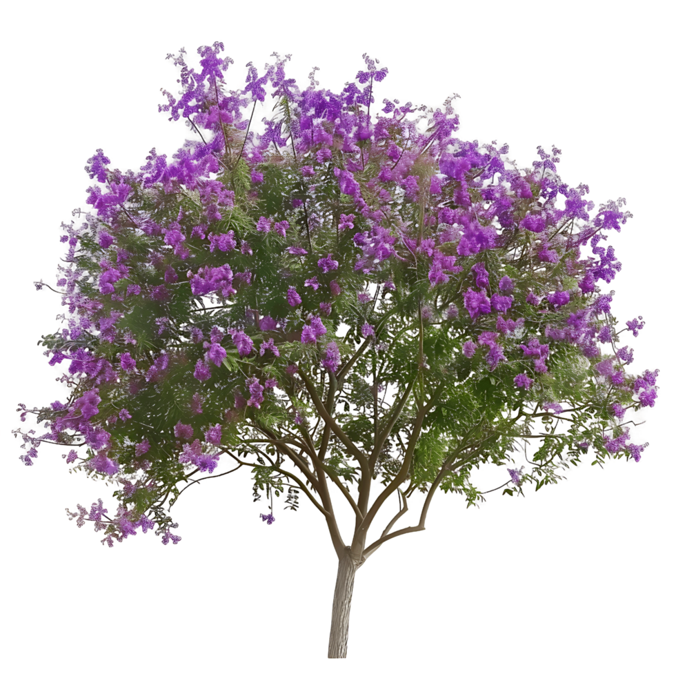 Chilopsis Linearis Tree Isolated on Clear Cutout png