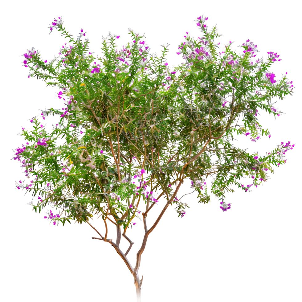 Isolated Chilopsis Linearis Tree on Transparent png