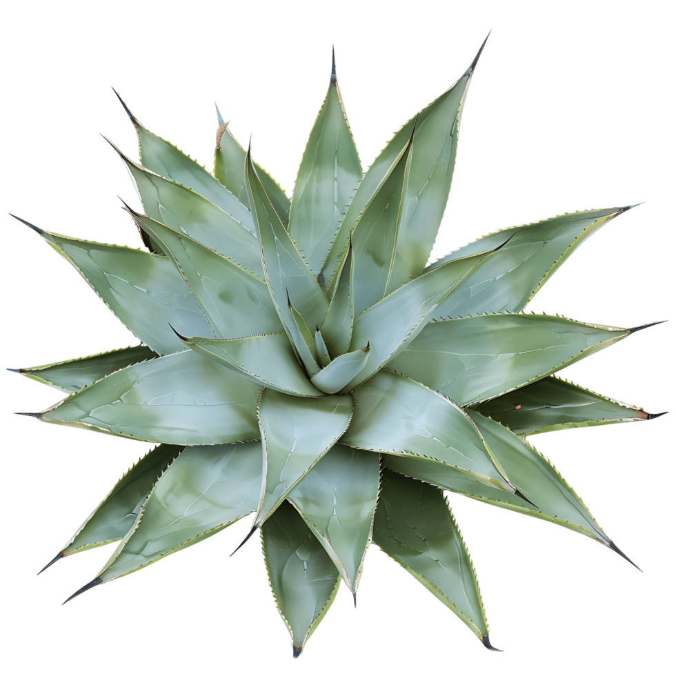 Agave Tequilana Bush Isolated on Clear Background png