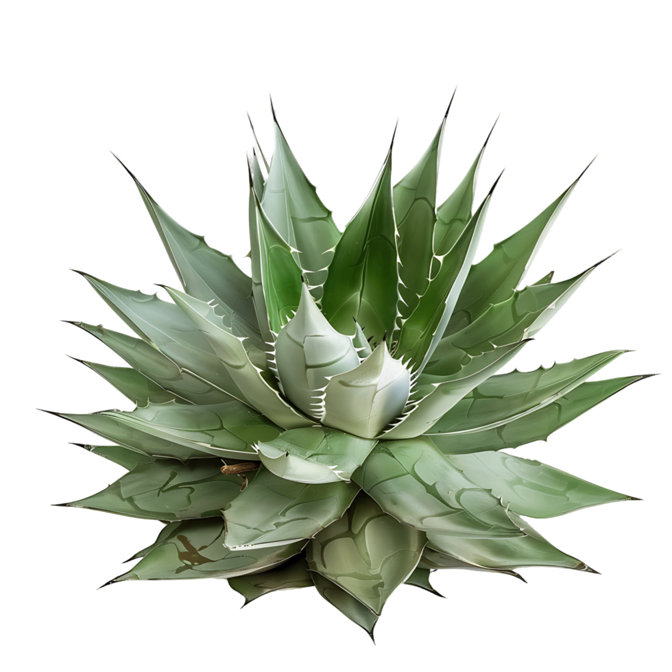 Agave Tequilana Isolated on Clear Background png