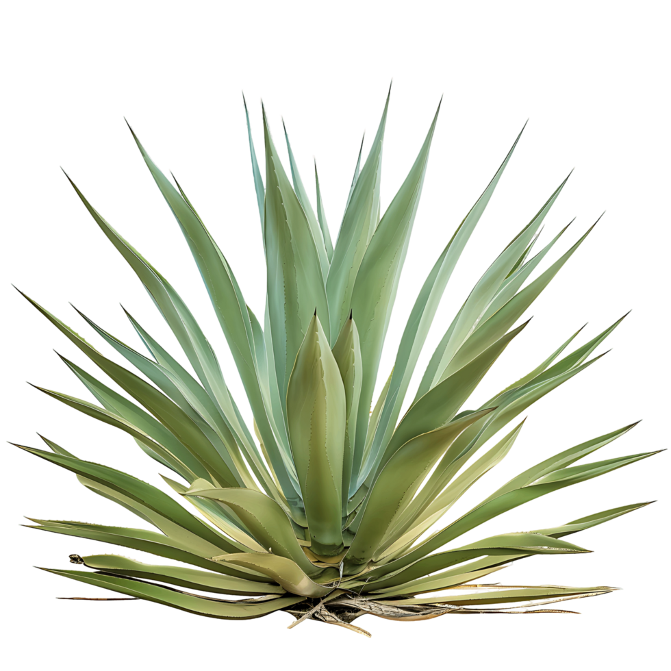 Agave Tequilana on Clear Background Cutout png