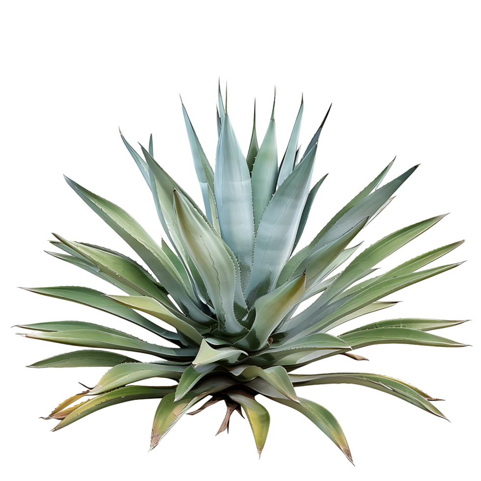 Agave Tequilana Bush with Clear Background png